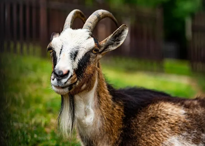 Bacówka Biały Jeleń